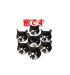 靴下猫のソックス♂と愉快な仲間達（個別スタンプ：32）