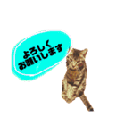 にゃーたイベント等（個別スタンプ：1）
