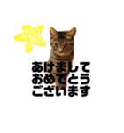 にゃーたイベント等（個別スタンプ：3）