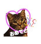 にゃーたイベント等（個別スタンプ：8）