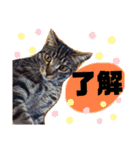 にゃーたイベント等（個別スタンプ：11）