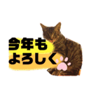 にゃーたイベント等（個別スタンプ：12）