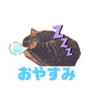にゃーたイベント等（個別スタンプ：13）
