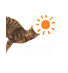 にゃーたイベント等（個別スタンプ：15）