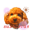 トイプードルでござる（個別スタンプ：2）