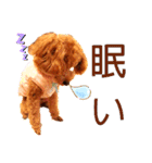 トイプードルでござる（個別スタンプ：3）