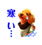 トイプードルでござる（個別スタンプ：4）
