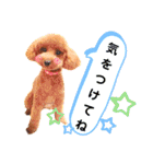 トイプードルでござる（個別スタンプ：6）