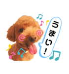 トイプードルでござる（個別スタンプ：8）