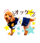 トイプードルでござる（個別スタンプ：11）
