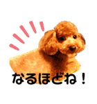 トイプードルでござる（個別スタンプ：12）
