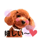 トイプードルでござる（個別スタンプ：13）