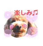 トイプードルでござる（個別スタンプ：14）