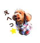 トイプードルでござる（個別スタンプ：16）