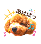 トイプードルでござる（個別スタンプ：25）