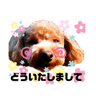トイプードルでござる（個別スタンプ：31）
