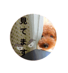 トイプードルでござる（個別スタンプ：32）