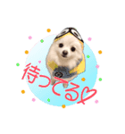 ふわもこポメラニアン♡（個別スタンプ：4）