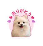 ふわもこポメラニアン♡（個別スタンプ：5）