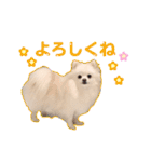 ふわもこポメラニアン♡（個別スタンプ：8）