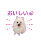 ふわもこポメラニアン♡（個別スタンプ：9）