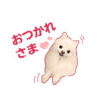 ふわもこポメラニアン♡（個別スタンプ：10）
