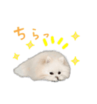ふわもこポメラニアン♡（個別スタンプ：16）