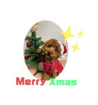 ララのクリスマス＆お正月（個別スタンプ：2）