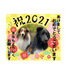 うちのシェルティ2（個別スタンプ：12）