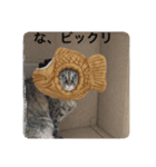 ニャーさんスタンプ（個別スタンプ：3）