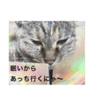 ニャーさんスタンプ（個別スタンプ：4）