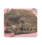 ニャーさんスタンプ（個別スタンプ：7）
