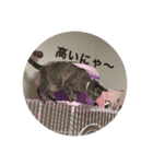 ニャーさんスタンプ（個別スタンプ：8）