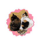 愛しのニャンズすたんぷ（個別スタンプ：8）