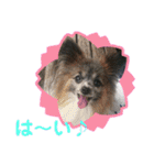 パピヨンのアリス♪part 2（個別スタンプ：1）