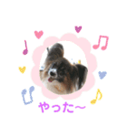 パピヨンのアリス♪part 2（個別スタンプ：2）