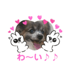 パピヨンのアリス♪part 2（個別スタンプ：3）