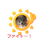 パピヨンのアリス♪part 2（個別スタンプ：4）
