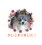 パピヨンのアリス♪part 2（個別スタンプ：8）