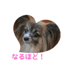 パピヨンのアリス♪part 2（個別スタンプ：9）
