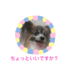 パピヨンのアリス♪part 2（個別スタンプ：11）