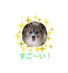 パピヨンのアリス♪part 2（個別スタンプ：12）