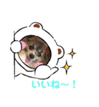 パピヨンのアリス♪part 2（個別スタンプ：14）
