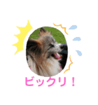パピヨンのアリス♪part 2（個別スタンプ：16）