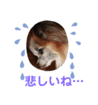 パピヨンのアリス♪part 2（個別スタンプ：18）