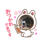 パピヨンのアリス♪part 2（個別スタンプ：28）