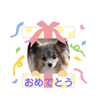 パピヨンのアリス♪part 2（個別スタンプ：29）