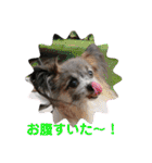 パピヨンのアリス♪part 2（個別スタンプ：31）