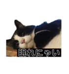 PJ＆POCHI＆KAYO /2（個別スタンプ：4）