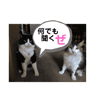 PJ＆POCHI＆KAYO /2（個別スタンプ：6）